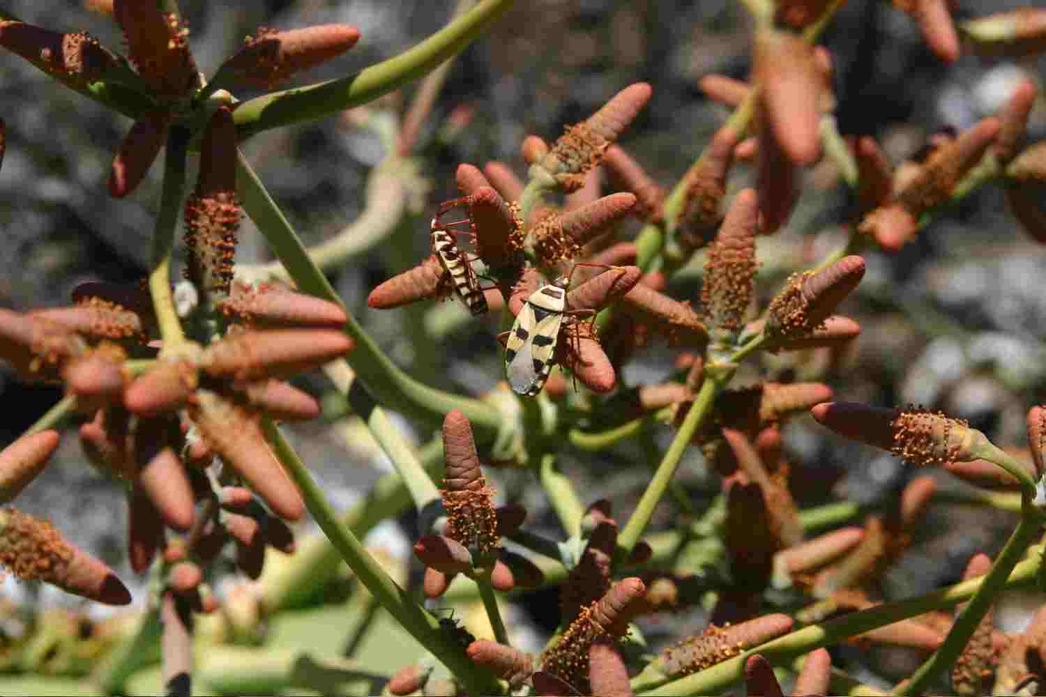 Male